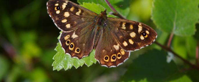 Speckled wood butterfly - Neil Aldridge - Neil Aldridge